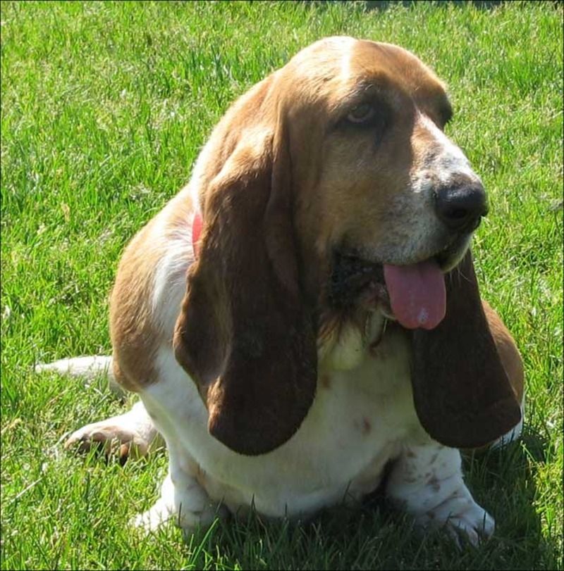 animaux de compagnie - chiens (caractères.....) Basset-hound-131e90e