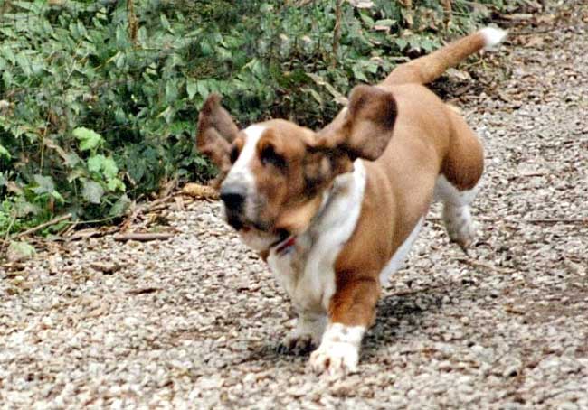 animaux de compagnie - chiens -Le Yorkshire terrier+Le Berger des Pyrénées et autres (photos,textes) Basset-hound-2-131e98e