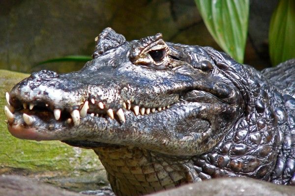 Animaux - Crocodiliens -Le Gavial du Gange+le caïman à lunettes+Le Caïman Yacare+autres  Be410b12