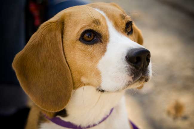 animaux de compagnie - chiens -Le Yorkshire terrier+Le Berger des Pyrénées et autres (photos,textes) Beagle-2-131ea77