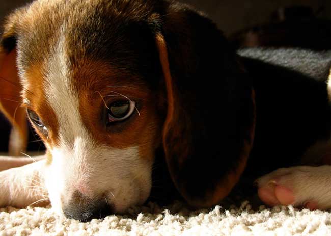 animaux de compagnie - chiens (caractères.....) Beagle-4-131eac8