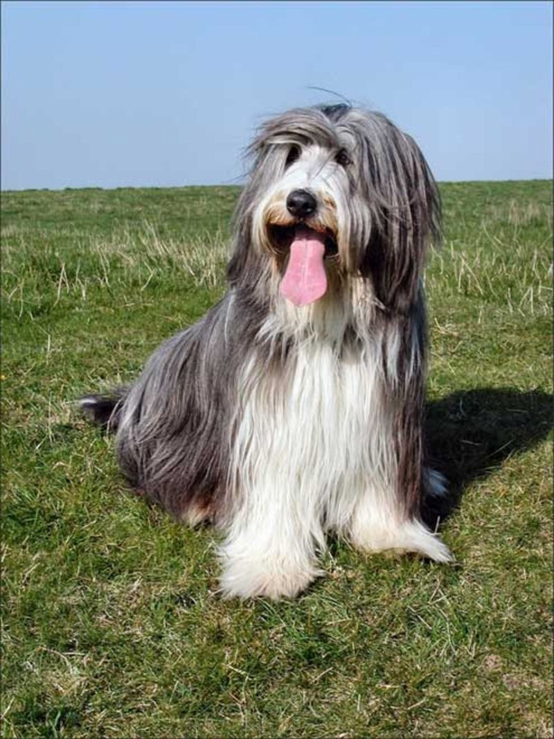 animaux de compagnie - chiens (caractères.....) Bearded-collie-131ebc3