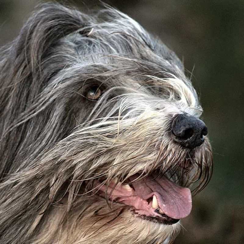 animaux de compagnie - chiens (caractères.....) Bearded-collie-2-131ebec