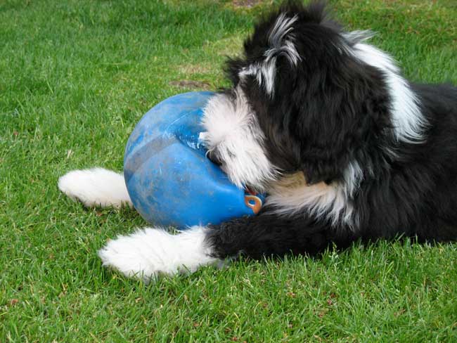 animaux de compagnie - chiens (caractères.....) Bearded-collie-4-131ec14