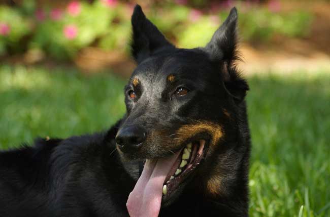 animaux de compagnie - chiens (caractères.....) Beauceron-2