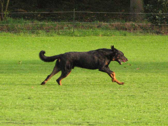 animaux de compagnie - chiens (caractères.....) Beauceron-3