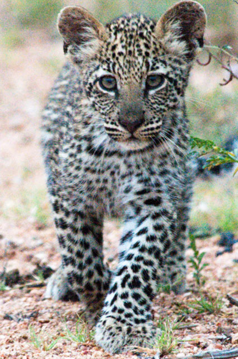 Animaux - Félins -Le Chat sauvage d'Asie -Le Tigre - Présentation -et autres (photos,textes,historiques) Bebe-panthere-sevre