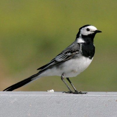 Animaux - Oiseaux - Le roselin familier -Calopsitte - Manchot empereur -+ autres(photos,textes) Bergeronette-grise-490951-18568b1