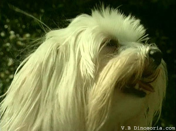 animaux de compagnie - chiens -Le Yorkshire terrier+Le Berger des Pyrénées et autres (photos,textes) Bichon-maltais-18a7f0f