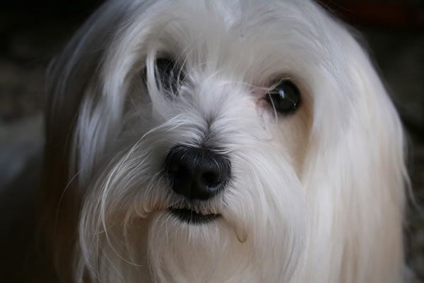 animaux de compagnie - chiens -Le Yorkshire terrier+Le Berger des Pyrénées et autres (photos,textes) Bichon_maltais_03-18a7f80