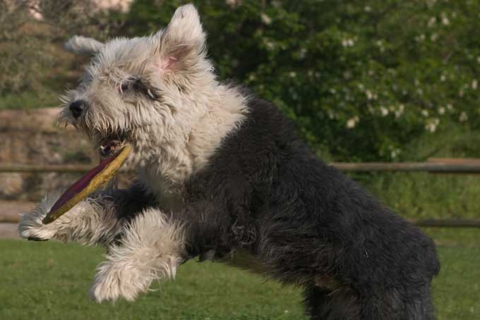 animaux de compagnie - chiens (caractères.....) Bobtail_010-18b63fb