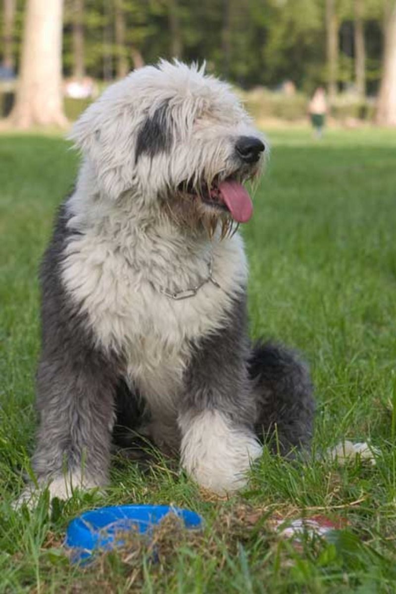 animaux de compagnie - chiens -Le Yorkshire terrier+Le Berger des Pyrénées et autres (photos,textes) Bobtail_02-18b6368