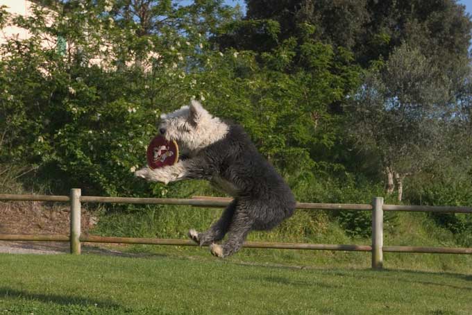 animaux de compagnie - chiens (caractères.....) Bobtail_04-18b63c6