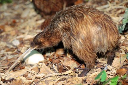 Animaux - Oiseaux - le Kookaburra +autruche+flamant rose+kiwi C0e92ebc