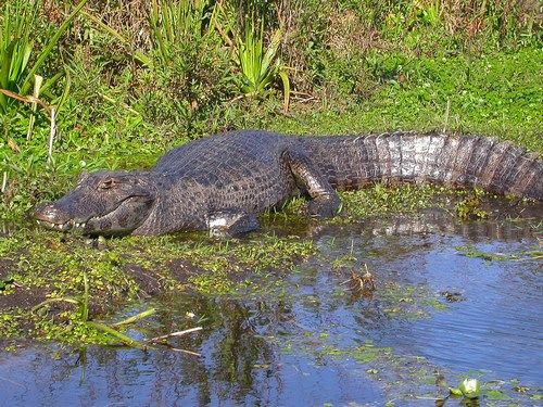 Animaux - Crocodiliens - Caiman-1863f9e