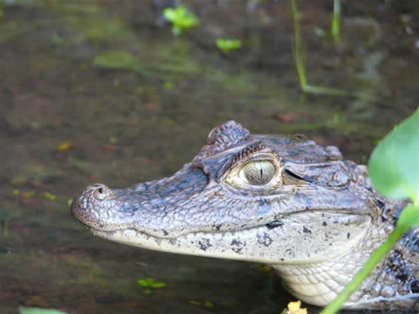 Animaux - Crocodiliens - Caiman-lunettes-1