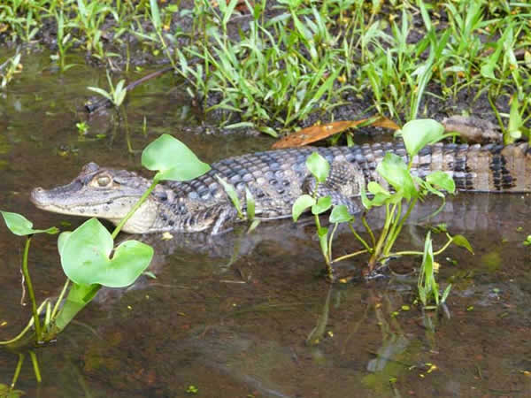 Animaux - Crocodiliens - Caiman-lunettes-2