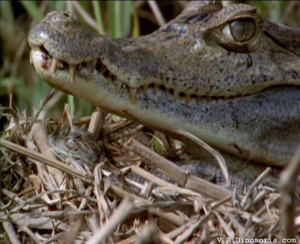 Animaux - Crocodiliens - Caiman-lunettes-7