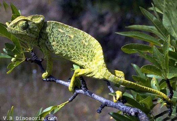 Animaux - Lézards - Caméléon panthère -Anguidae - L'orvet - Cameleon-commun-d1-1634347