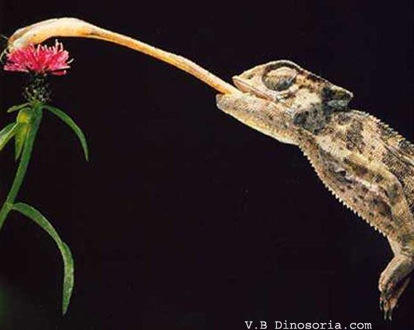 Animaux - Lézards - Caméléon panthère -Anguidae - L'orvet - Cameleon-d-1-16343dc