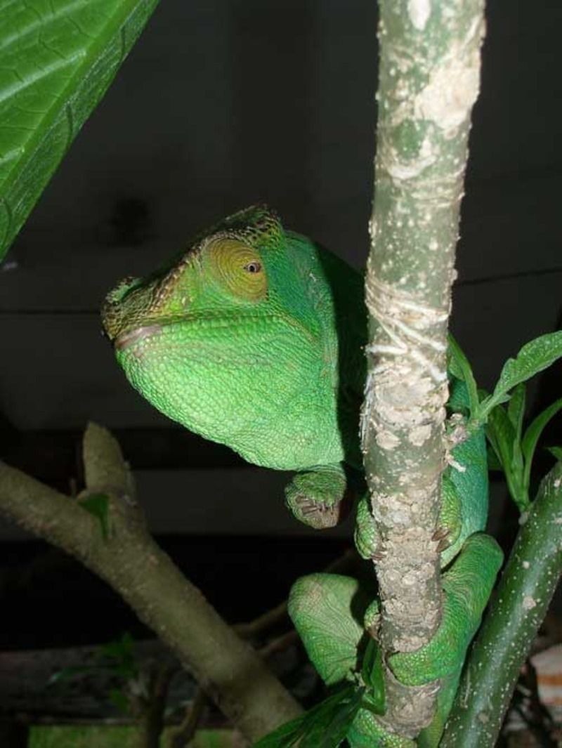 Animaux - Lézards - Caméléon panthère -Anguidae - L'orvet - Cameleon_012-163439b