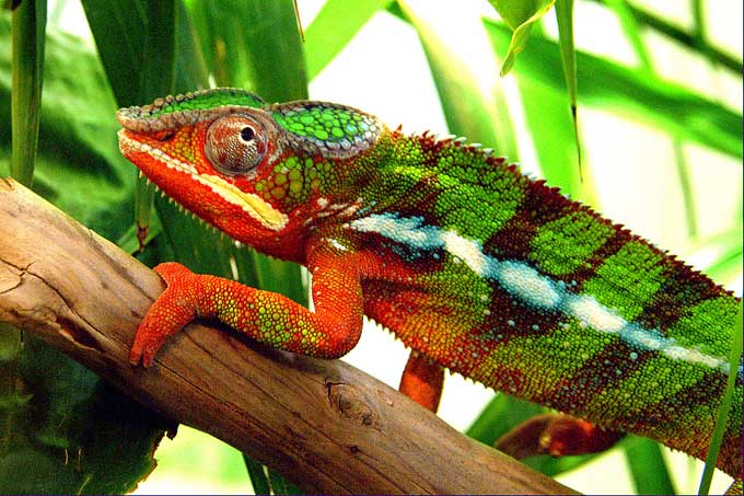 Animaux - Lézards - Caméléon panthère -Anguidae - L'orvet - Cameleon_026-163442a