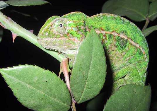 Animaux - Lézards - Caméléon panthère -Anguidae - L'orvet - Cameleon_fulcifer-16343be