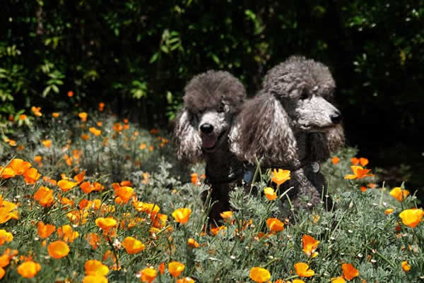 animaux de compagnie - chiens (caractères.....) Caniche-3-18b66ce