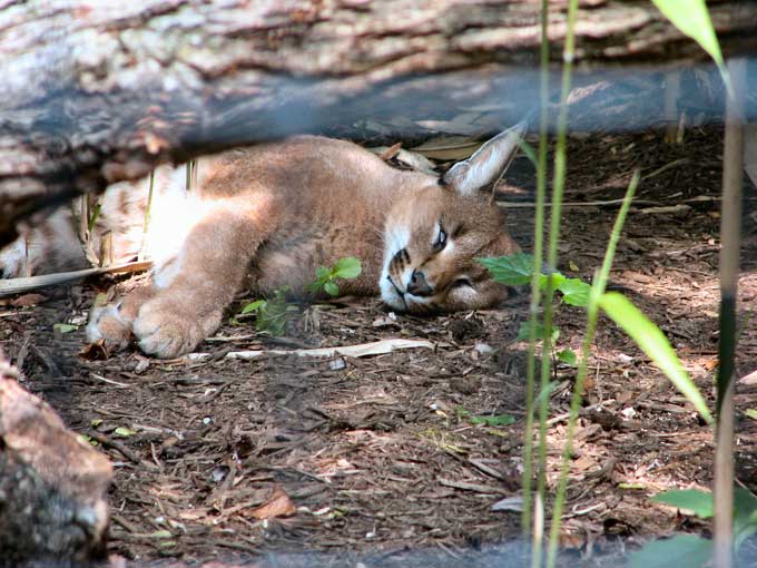 chat - Animaux - Félins -Le Chat sauvage d'Asie -Le Tigre - Présentation -et autres (photos,textes,historiques) Caracal_02