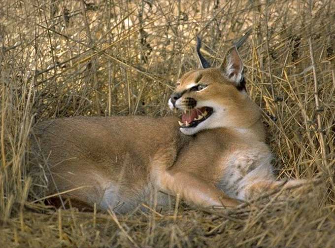 Animaux - Félins -Le Chat sauvage d'Asie -Le Tigre - Présentation -et autres (photos,textes,historiques) Caracal_05