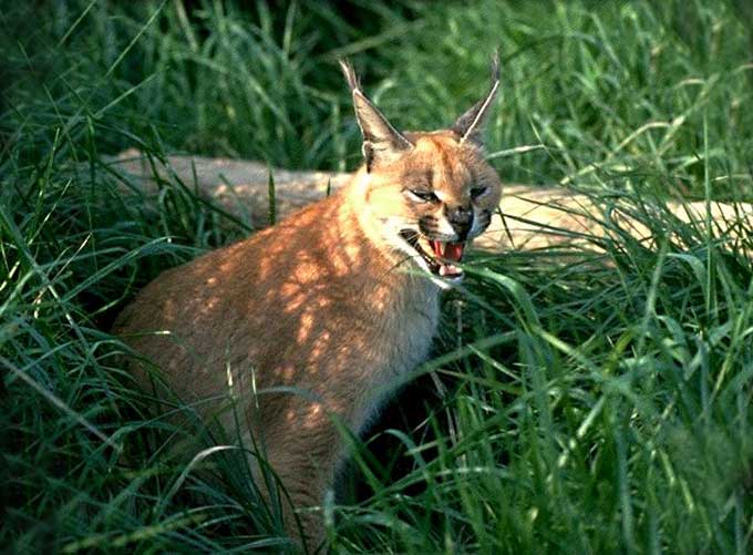 Animaux - Félins -Le Chat sauvage d'Asie -Le Tigre - Présentation -et autres (photos,textes,historiques) Caracal_06