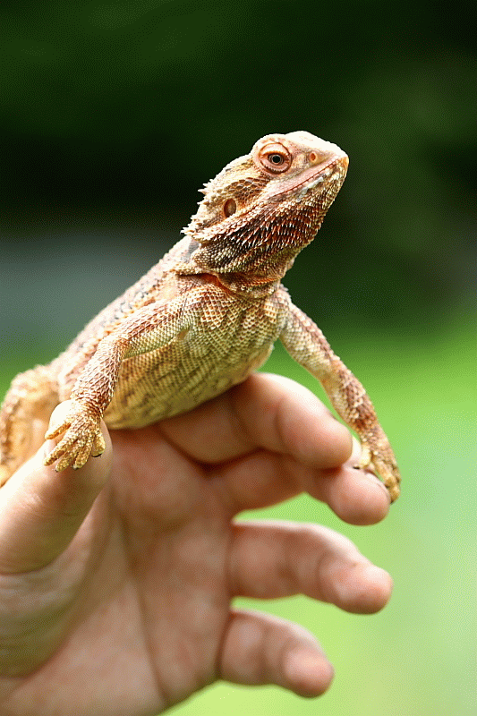 Animaux - Lézards - Caméléon panthère -Anguidae - L'orvet - Ce3f1fed