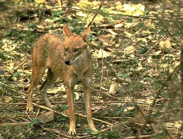 Animaux - Canidés - Le fennec - Chacal-dore-5