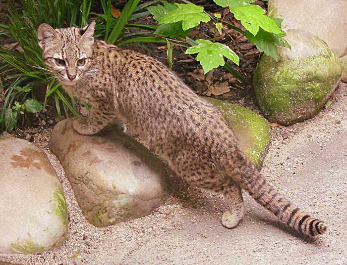 chat - Animaux - Félins -Le Chat sauvage d'Asie -Le Tigre - Présentation -et autres (photos,textes,historiques) Chat-geoffroy