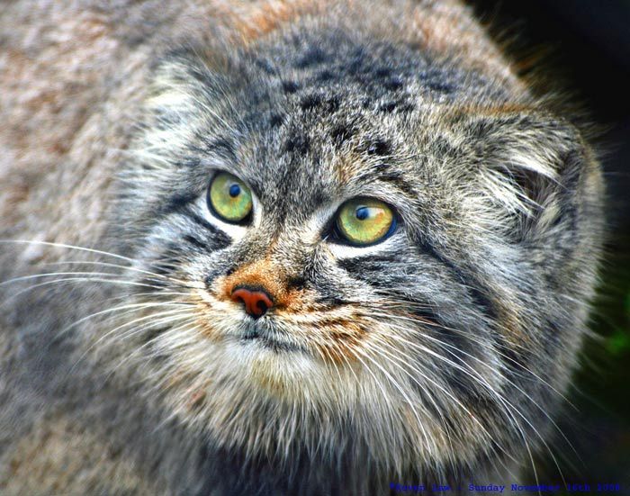 Animaux - Félins -Le Chat sauvage d'Asie -Le Tigre - Présentation -et autres (photos,textes,historiques) Chat-pallas-5