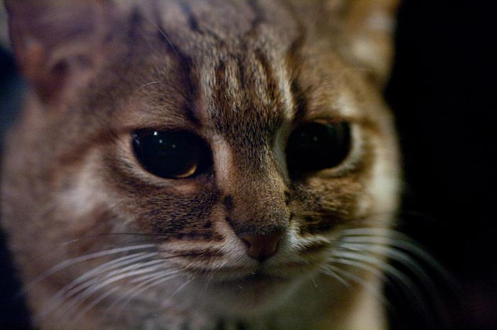 Animaux - Félins -Le Chat sauvage d'Asie -Le Tigre - Présentation -et autres (photos,textes,historiques) Chat-tachete