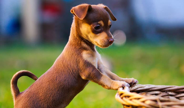 animaux de compagnie - chiens (caractères.....) Chihuahua-4-190c434