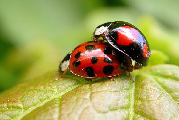 Animaux - Insectes et invertébrés-( Les monstres de l'herbe -La fourmi - généralités - Coccinelle-18