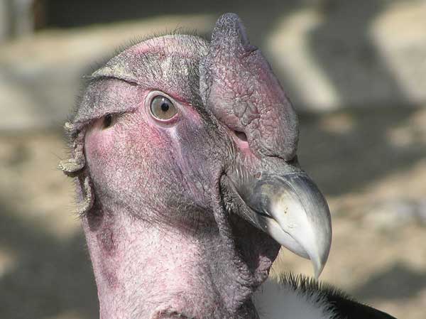 Animaux - Oiseaux - Le roselin familier -Calopsitte - Manchot empereur -+ autres(photos,textes) Condor-andes-505-1570ffd