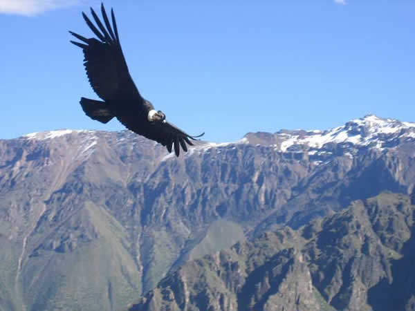 Animaux - Oiseaux - Le roselin familier -Calopsitte - Manchot empereur -+ autres(photos,textes) Condor_03-12cd959