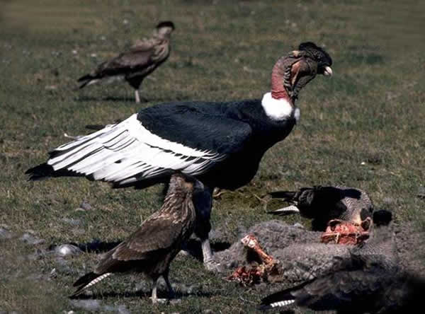 Animaux - Oiseaux - Le roitelet huppé +serpentaire+condor Andes+chouette terriers Condor_ld-157105c