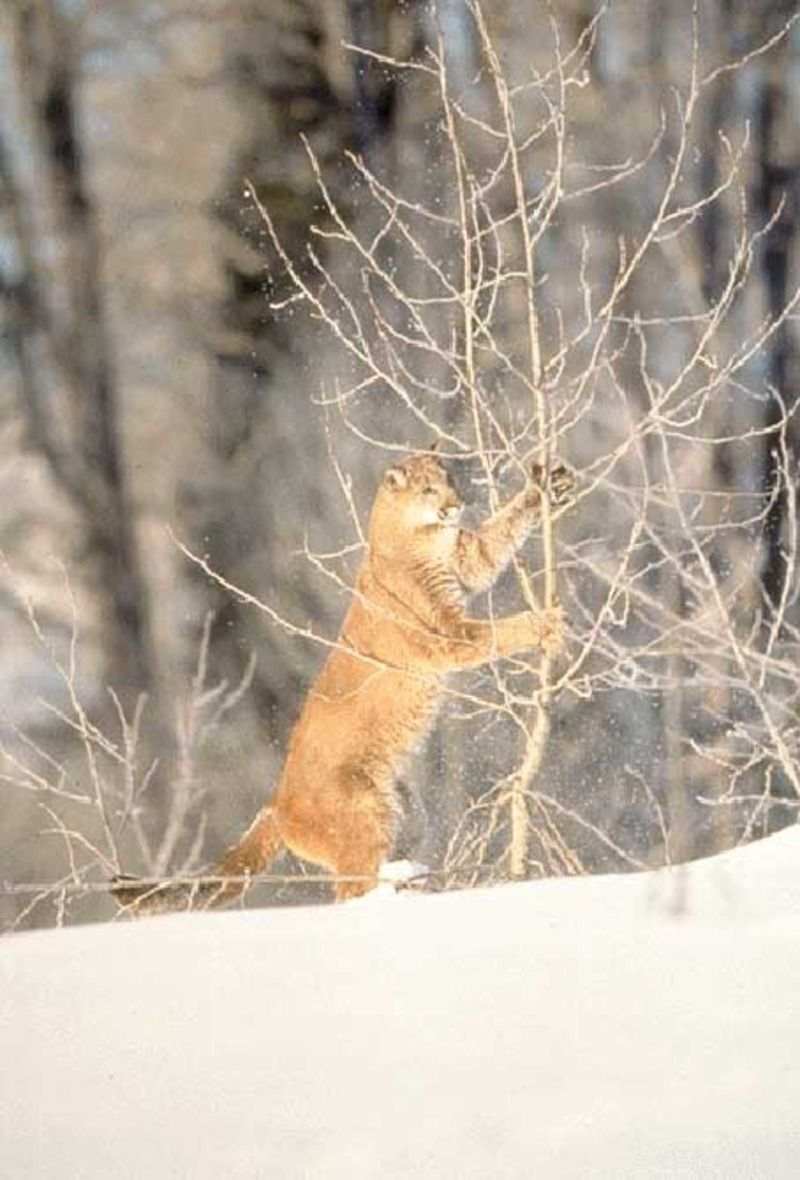 Animaux - Félins -Le Chat sauvage d'Asie -Le Tigre - Présentation -et autres (photos,textes,historiques) Cougar_03