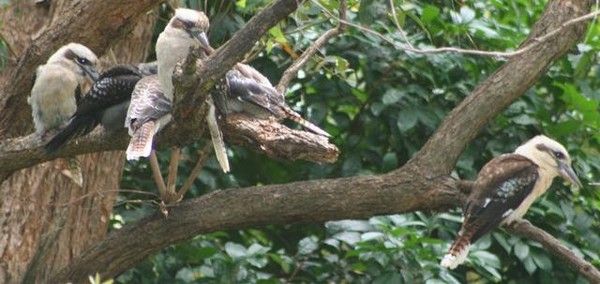 Animaux - Oiseaux - Le roselin familier -Calopsitte - Manchot empereur -+ autres(photos,textes) D6501abd