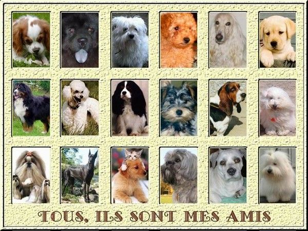 animaux de compagnie - chiens (caractères.....) Db34386b