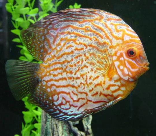 Aquariophilie eau douce - Le gourami nain + autres poissons Discus_02-174e19e