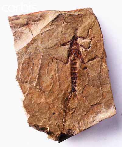Animaux préhistoriques -Diprotodon - Chalicotherium -et autres(photos,textes...) Dk004067-1e5d976
