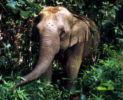 Animaux - Espèces menacées -La panthère nébuleuse +Le Kagou huppé+ autres Elephant-asie