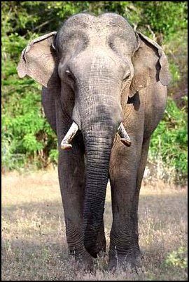 Animaux - Espèces menacées -La panthère nébuleuse +Le Kagou huppé+ autres Elephantas