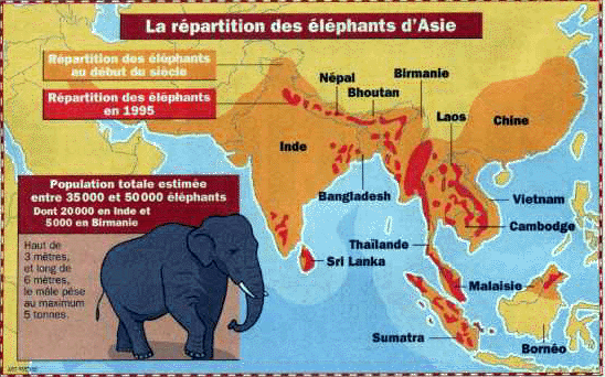 Animaux - Espèces menacées -La panthère nébuleuse +Le Kagou huppé+ autres Elephantasiecarte