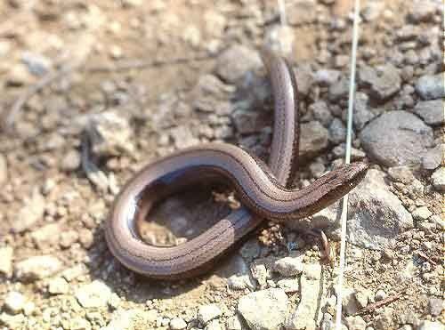 Animaux - Lézards - Caméléon panthère -Anguidae - L'orvet - Fc1de7a0